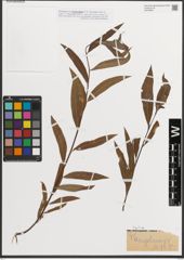Foto von Salix L.